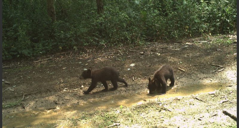 Two bear cubs at the water's edge on the property