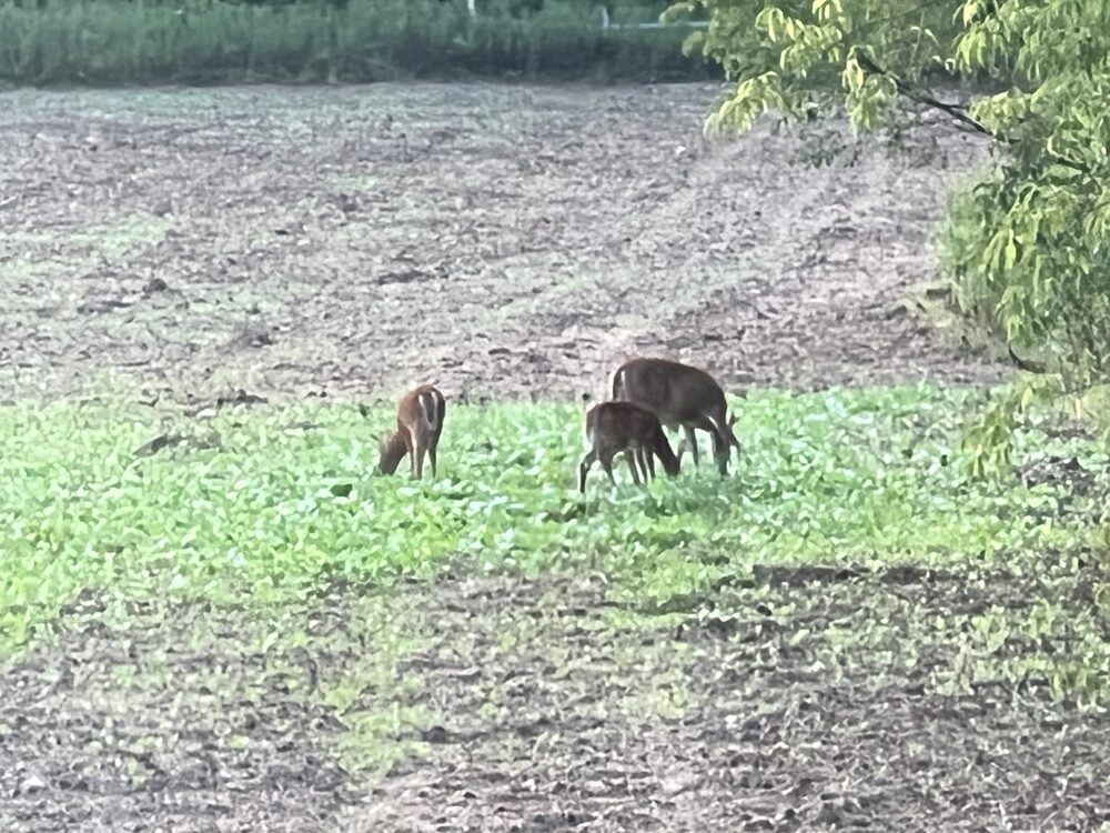 Two bucks standing in the back field at Tompkins Farm