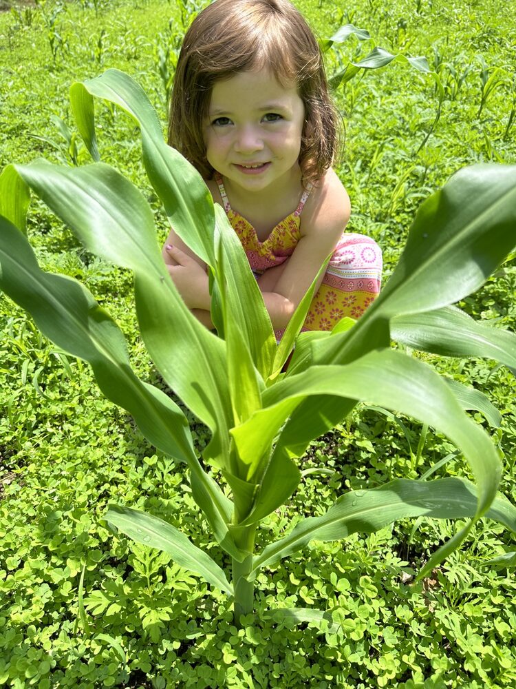 A grandchild grinning through the tall sweet corn