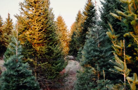 Rows of evergreen Christmas trees growing at Tompkins Farm