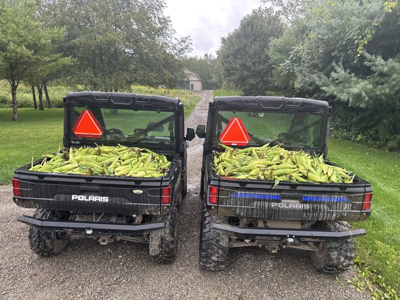 Utility vehicles loaded with freshly picked sweet corn at Tompkins Farm