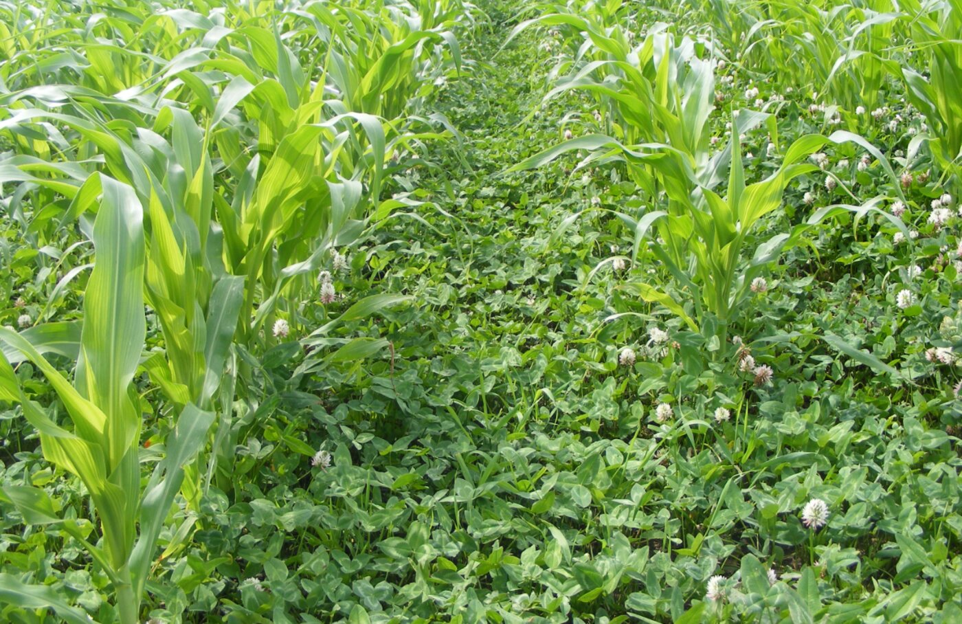 Young sweet corn growing up through a living white-clover cover at Tompkins Farm