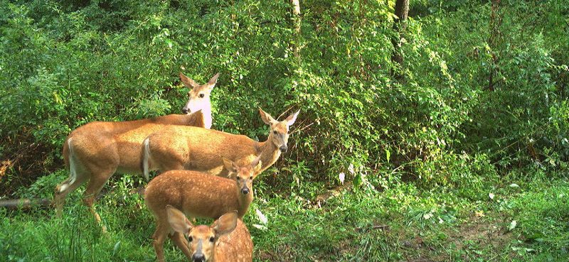 A doe and buck in the green brush at the field edge