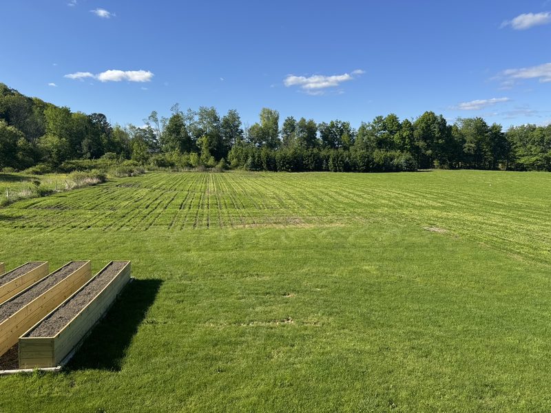 A no-till field at Tompkins Farm planted into living clover with seed-drill rows