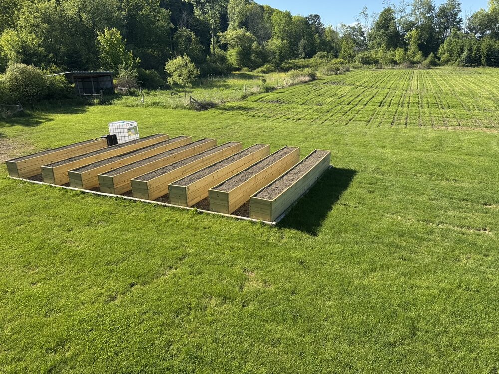 Freshly worked rows running across a green field