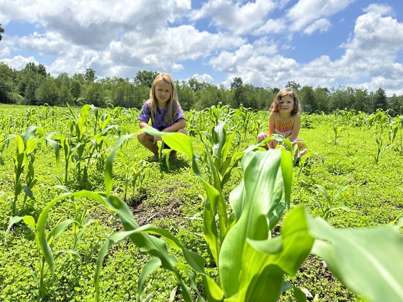 Two of the Tompkins girls kneeling in the green sweet-corn field under a blue sky