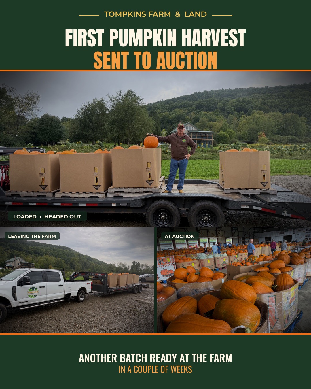 Tompkins Farm's first pumpkin harvest: crates of orange pumpkins loaded on a flatbed trailer at the farm, the truck pulling out down the lane, and the pallets lined up on the floor at the pumpkin auction