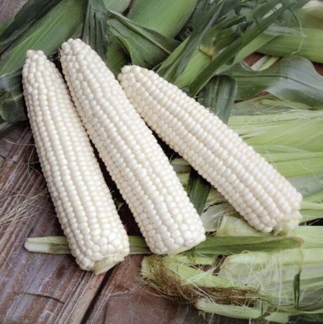 Bright white Leadoff MXR sweet corn ears
