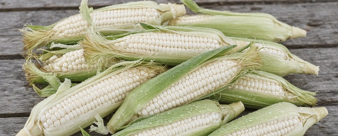 Freshly picked pure white sweet corn, husks split open and beaded with water, stacked on weathered barn boards
