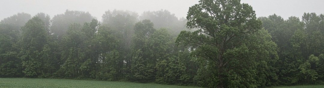 A misty treeline standing over an open green field at the edge of the farm